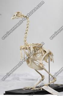 Photo Textures of Hen Skeleton